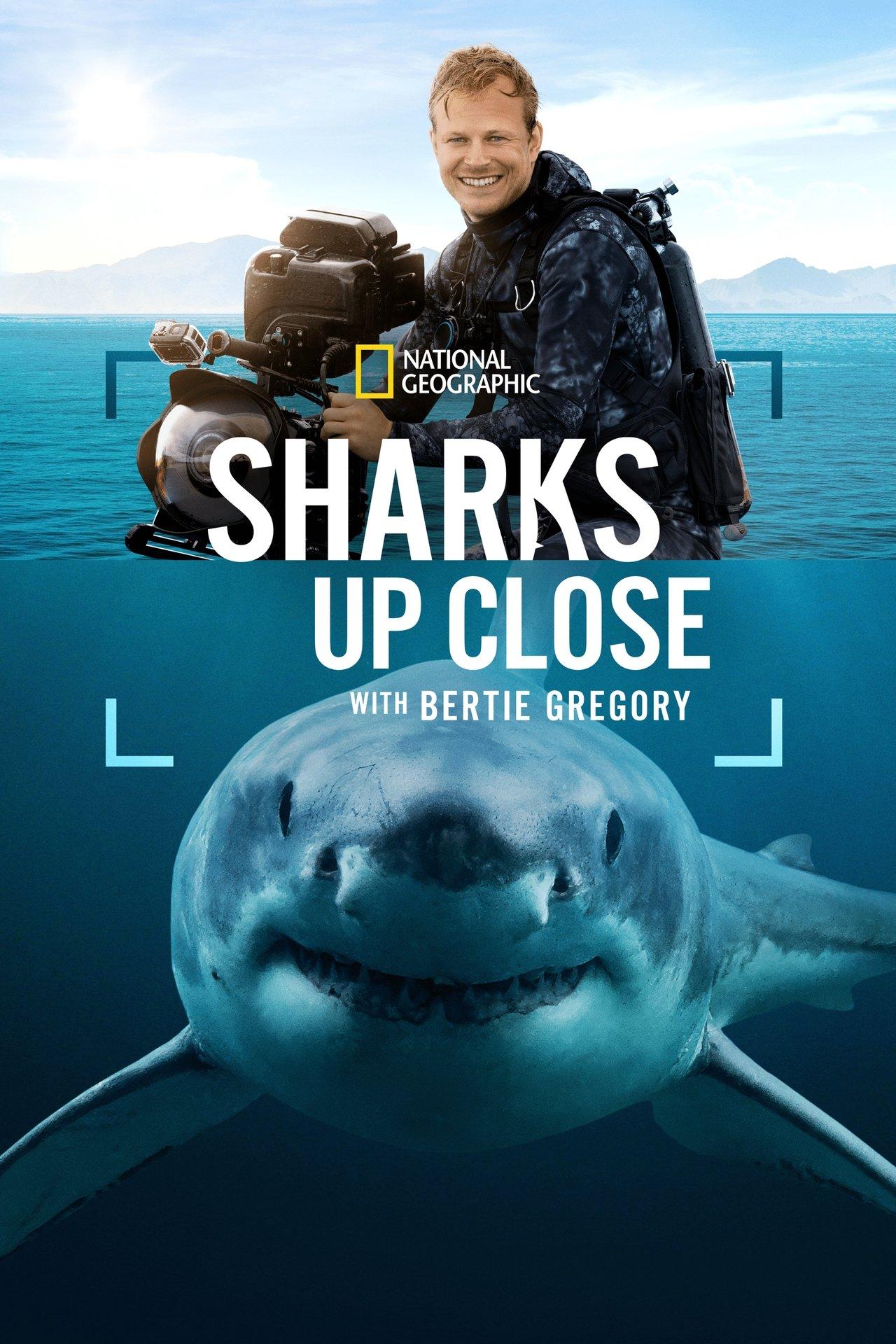 Sharks Up Close with Bertie Gregory | awwrated | 你的 Netflix 避雷好幫手!